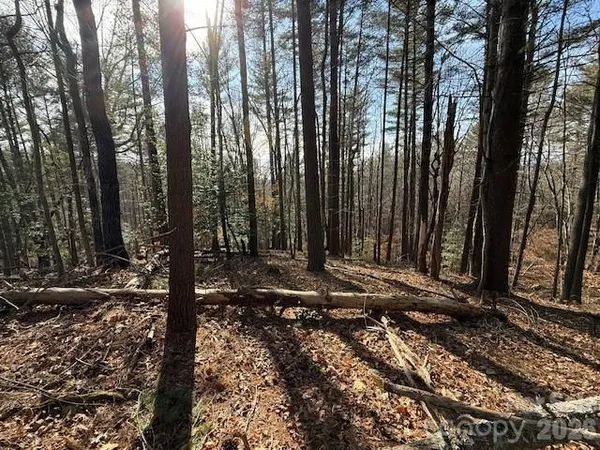 a view of a backyard with trees