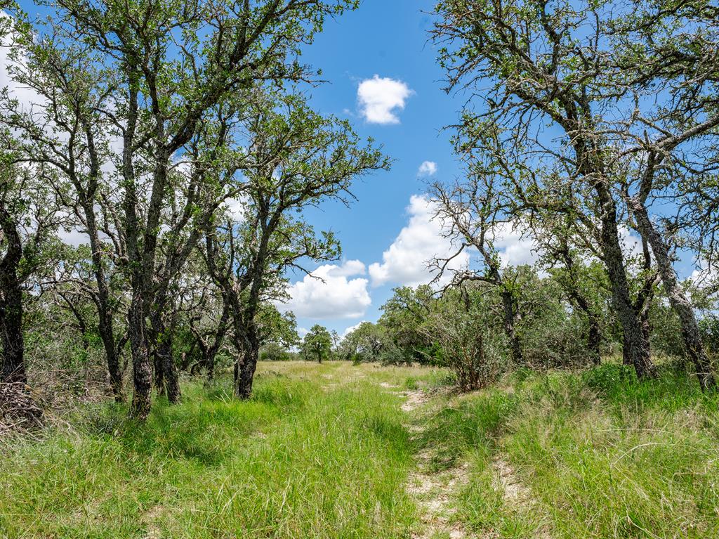 1632 Link, Unit 3 Doss, TX 78618 - Photo 1 of 38 a view of a lush green space