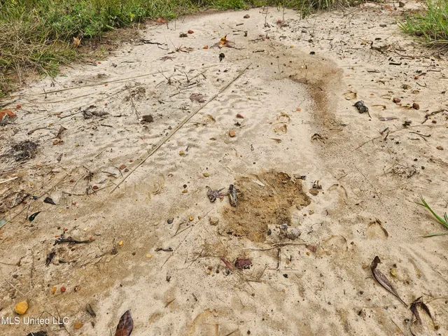 $380,000 | Ms-35, Mount Olive, MS 39119