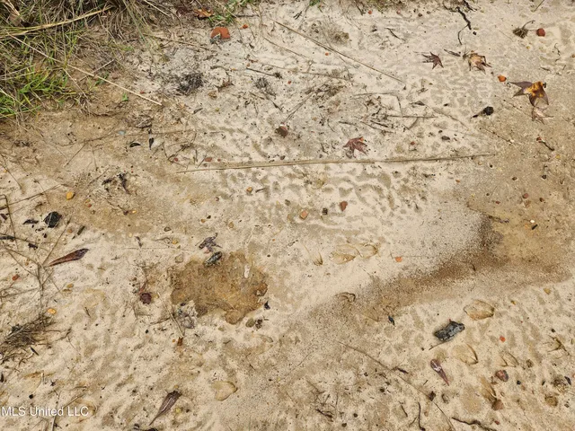 $380,000 | Ms-35, Mount Olive, MS 39119