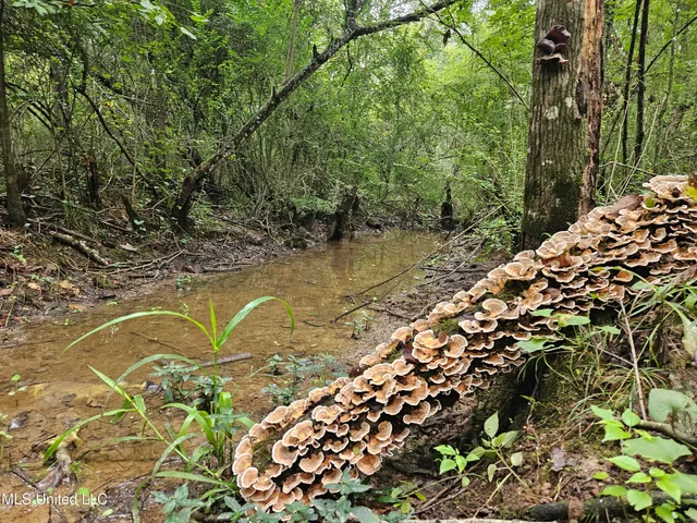 $380,000 | Ms-35, Mount Olive, MS 39119