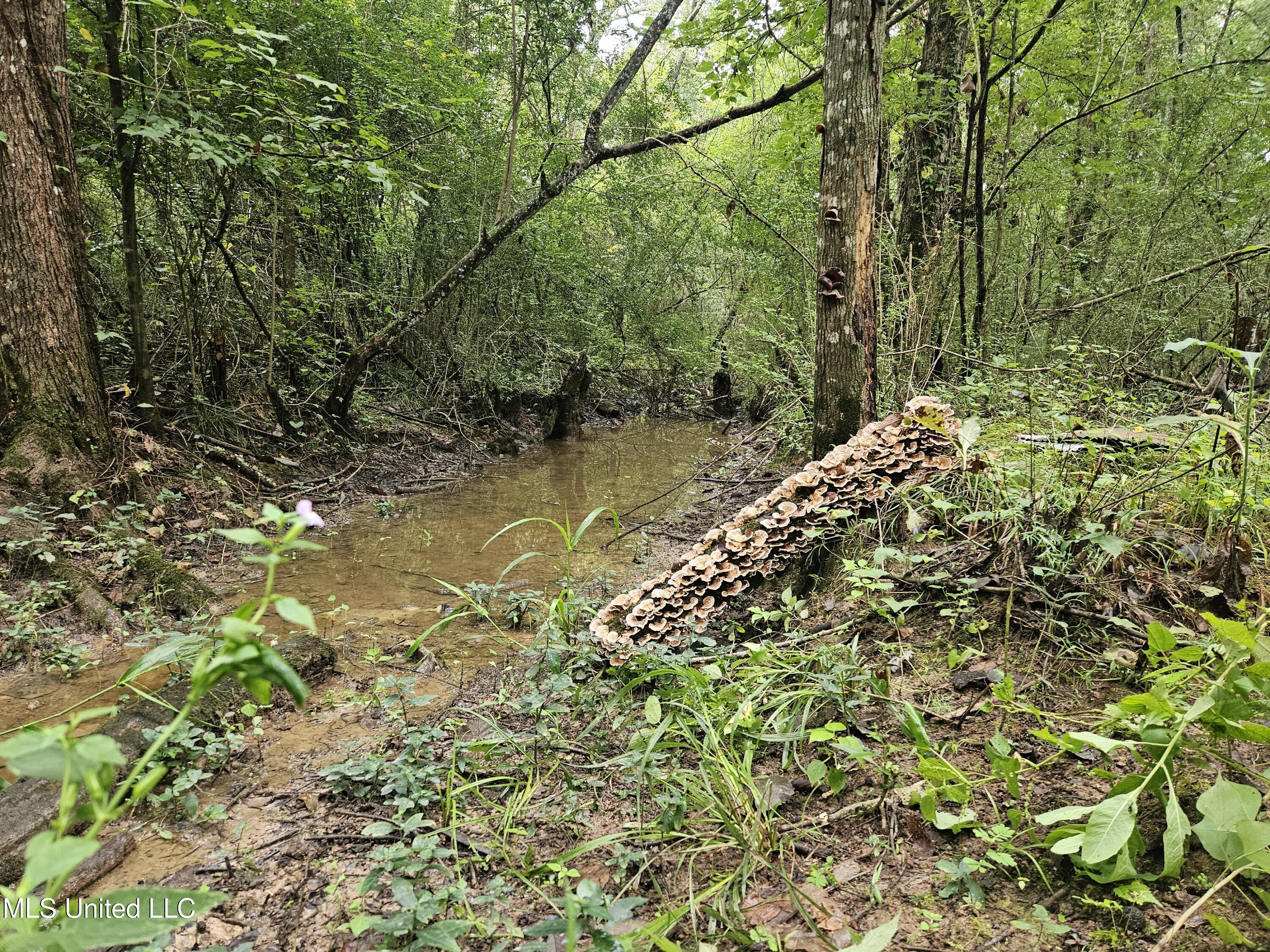 Ms-35 Mount Olive, MS 39119 - Photo 25 of 81 20250830_111356