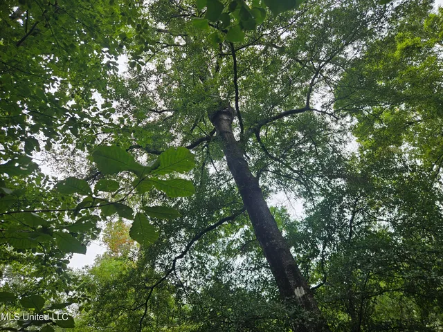 $380,000 | Ms-35, Mount Olive, MS 39119