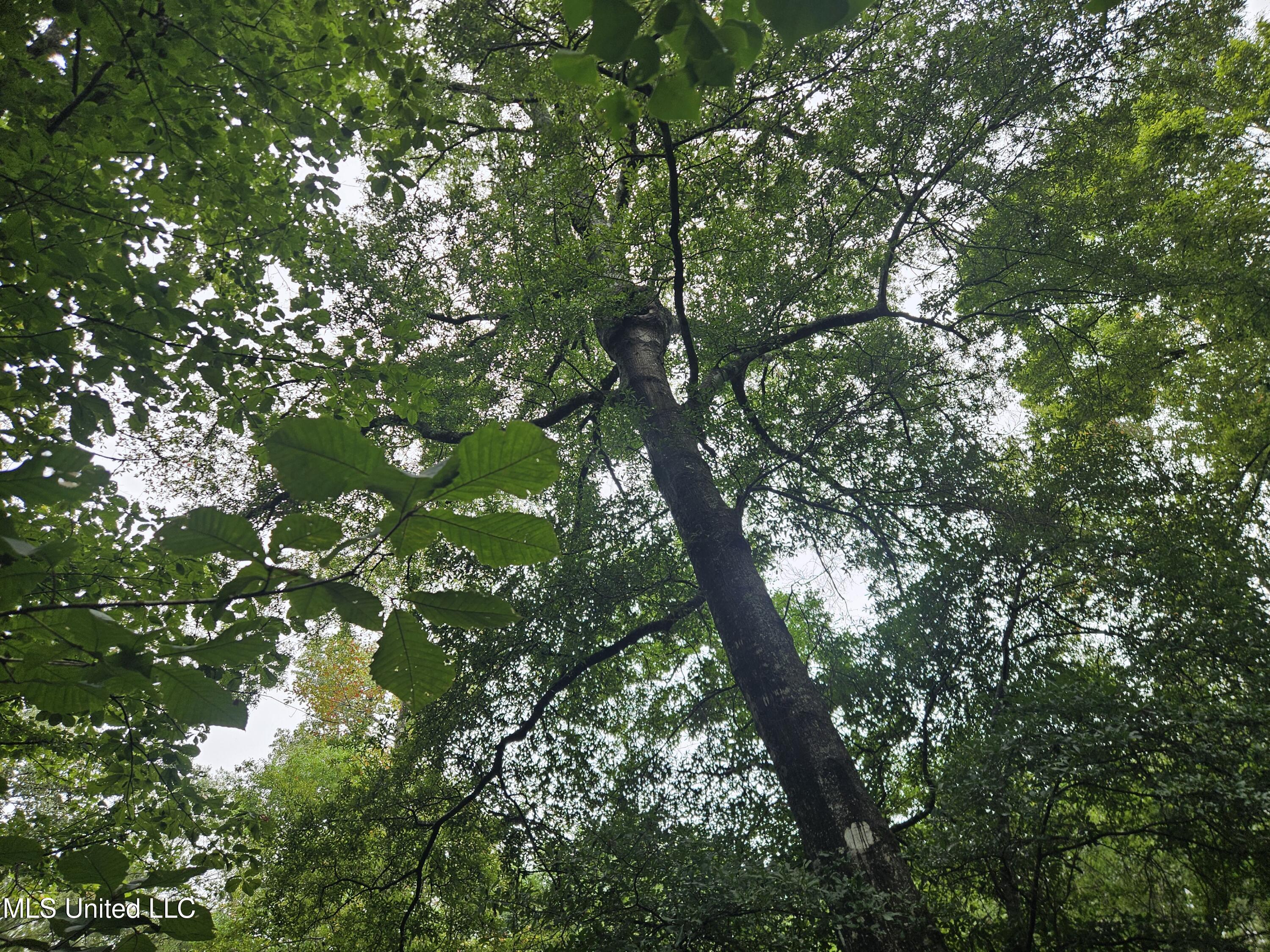 Ms-35 Mount Olive, MS 39119 - Photo 27 of 81 20250830_111706