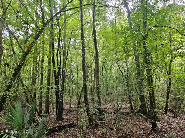 $380,000 | Ms-35, Mount Olive, MS 39119