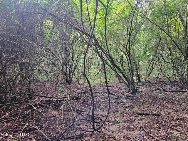 $380,000 | Ms-35, Mount Olive, MS 39119