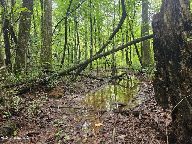 $380,000 | Ms-35, Mount Olive, MS 39119