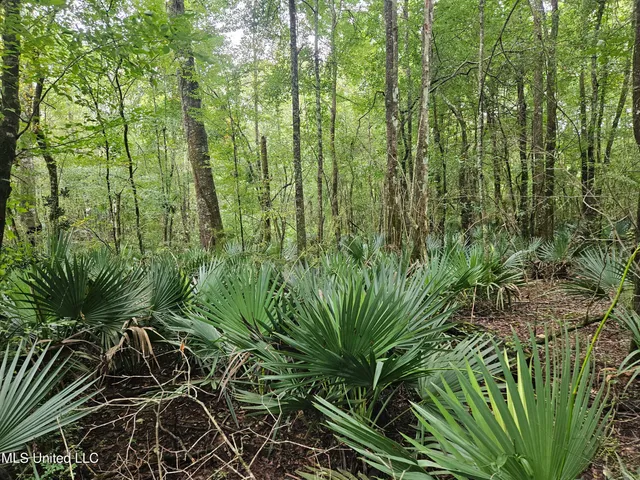 $380,000 | Ms-35, Mount Olive, MS 39119