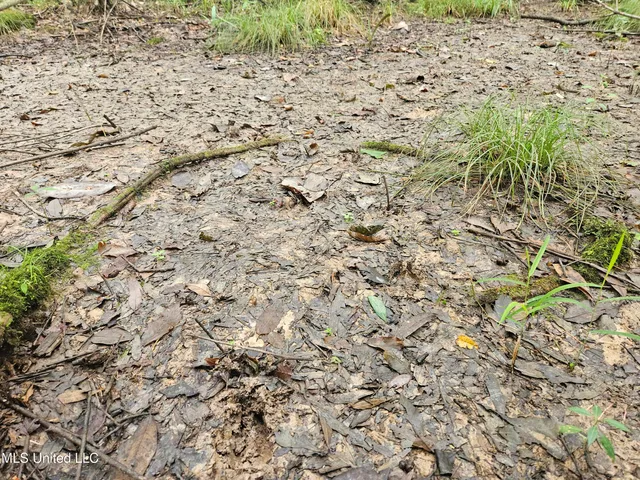 $380,000 | Ms-35, Mount Olive, MS 39119