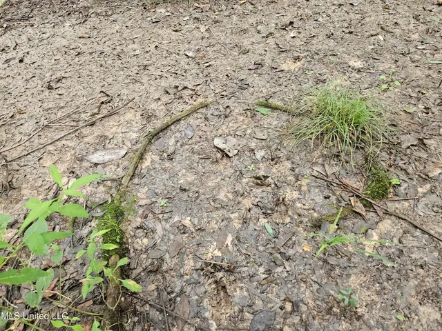 $380,000 | Ms-35, Mount Olive, MS 39119