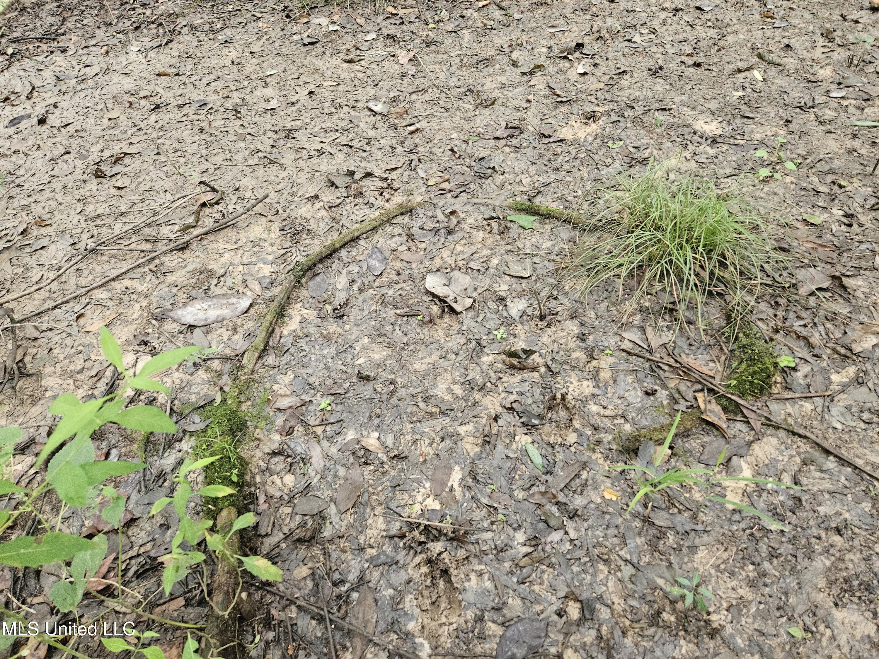 Ms-35 Mount Olive, MS 39119 - Photo 40 of 81 20250830_113306