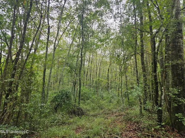 $380,000 | Ms-35, Mount Olive, MS 39119