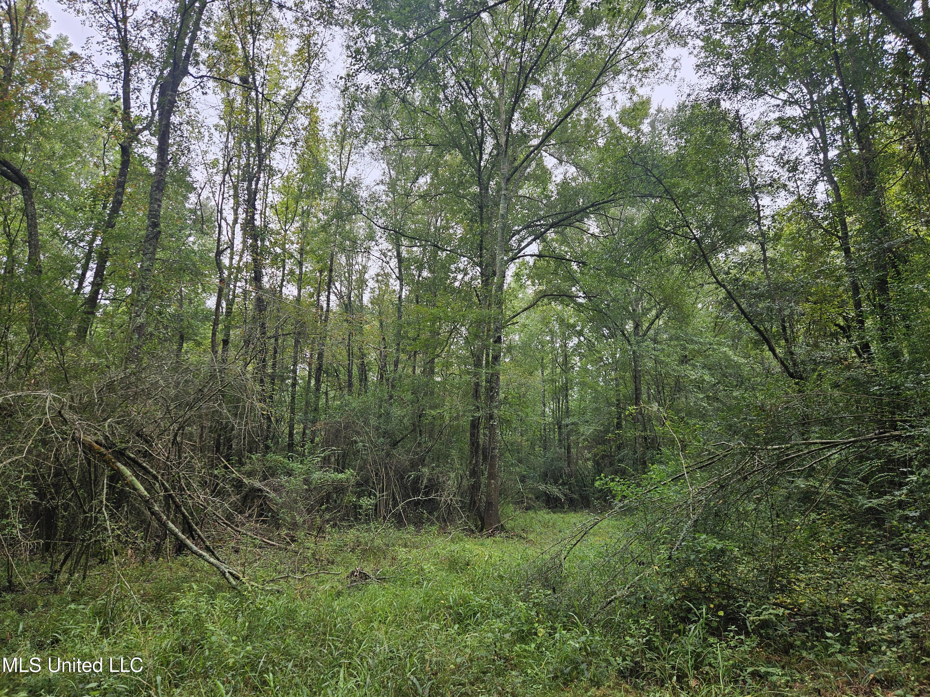 Ms-35 Mount Olive, MS 39119 - Photo 46 of 81 20250830_114836