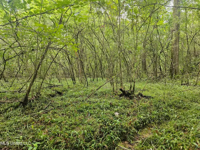 $380,000 | Ms-35, Mount Olive, MS 39119