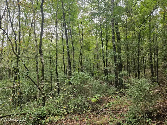 $380,000 | Ms-35, Mount Olive, MS 39119