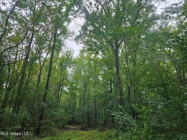 $380,000 | Ms-35, Mount Olive, MS 39119