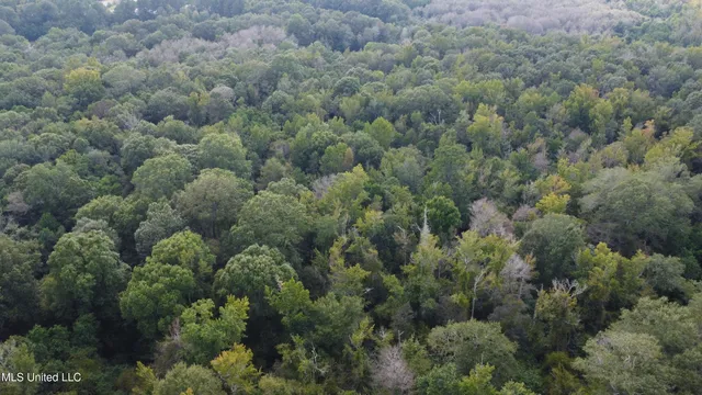 $380,000 | Ms-35, Mount Olive, MS 39119