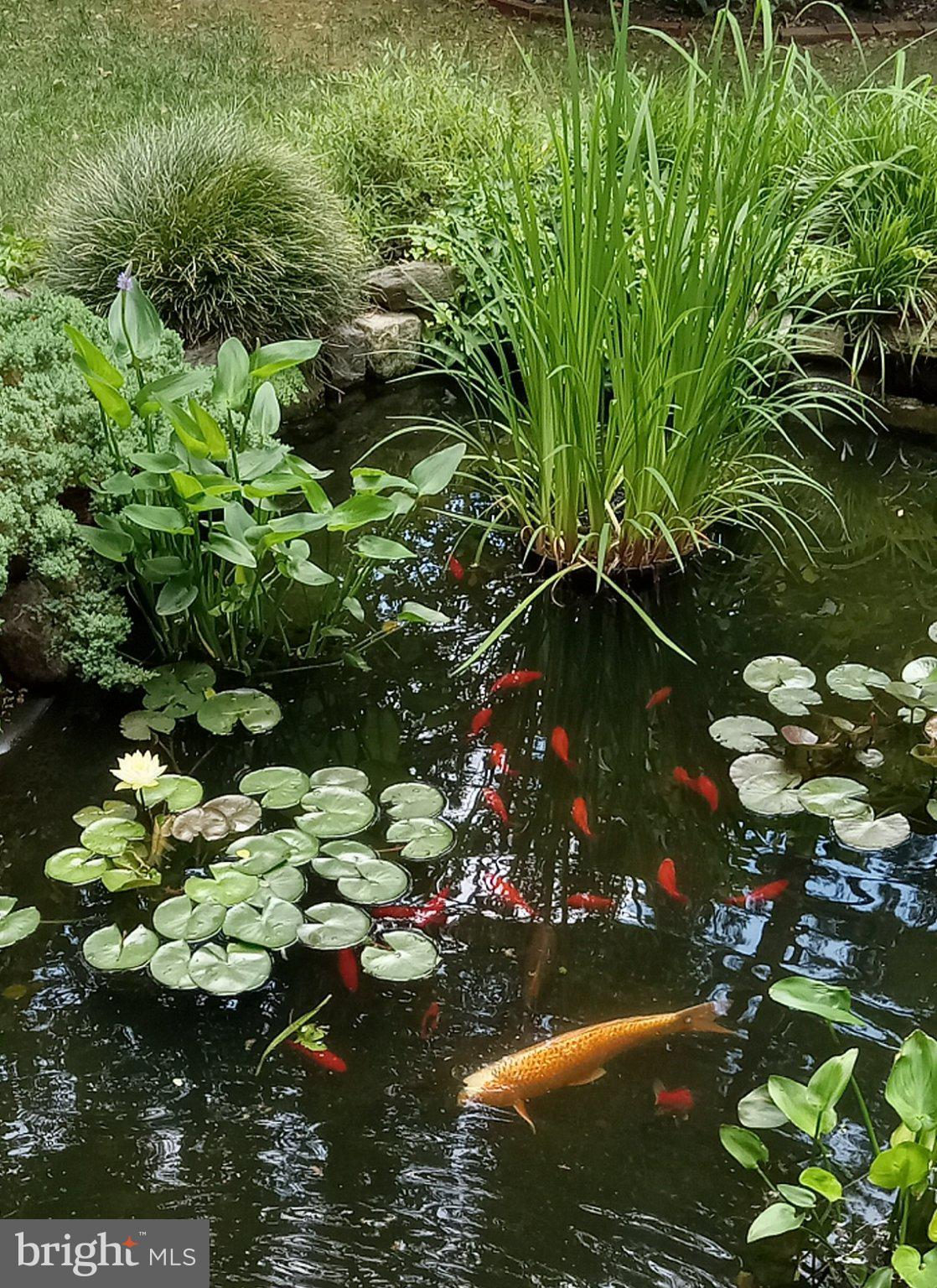 4 Swarthmore Place Swarthmore, PA 19081 - Photo 62 of 67 Myriad Pond Plants including Water Lilies