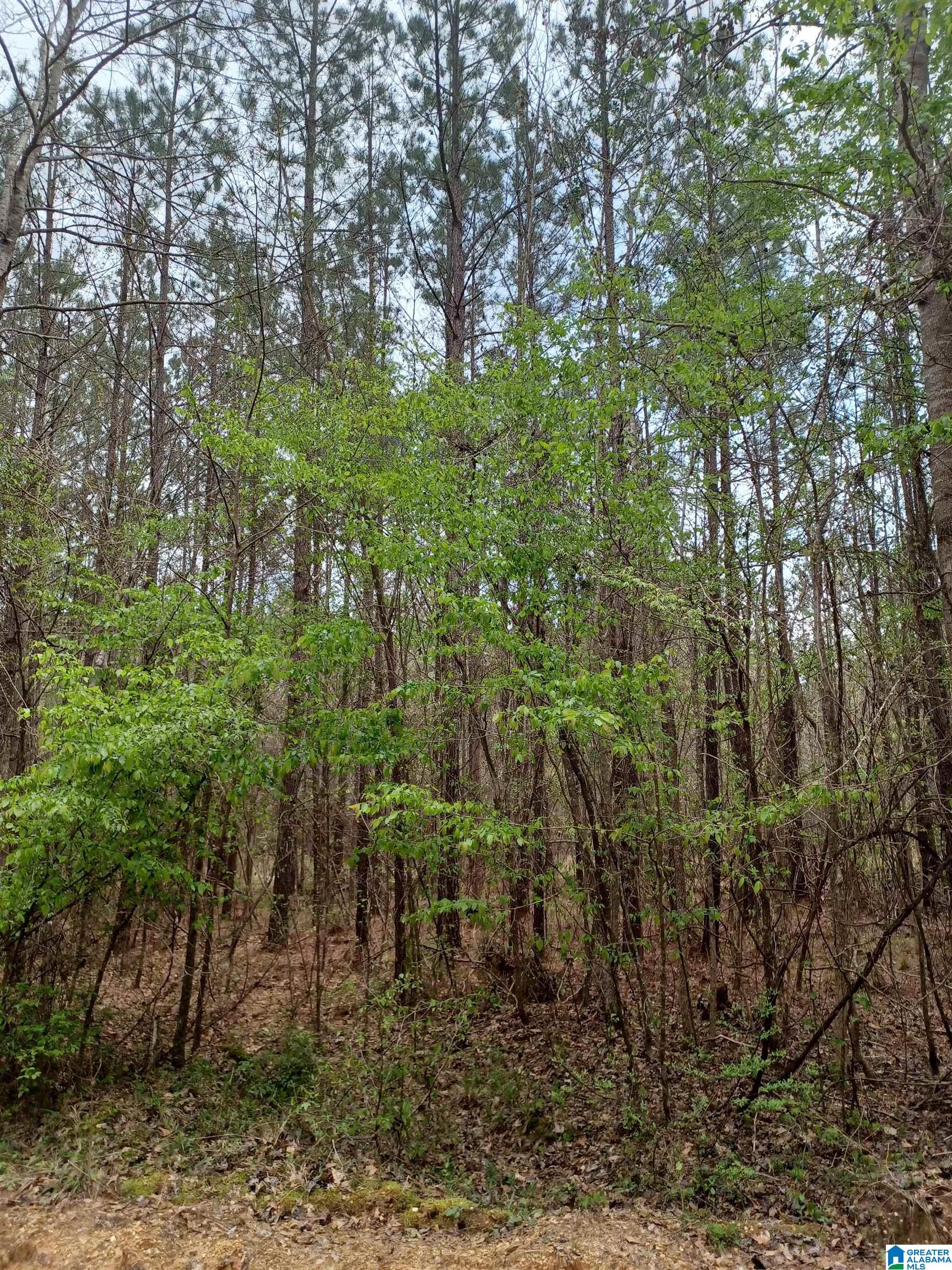 3702 Chitlin Switch Road, Unit SECTION 21 Camden, AL 36726 - Photo 2 of 5