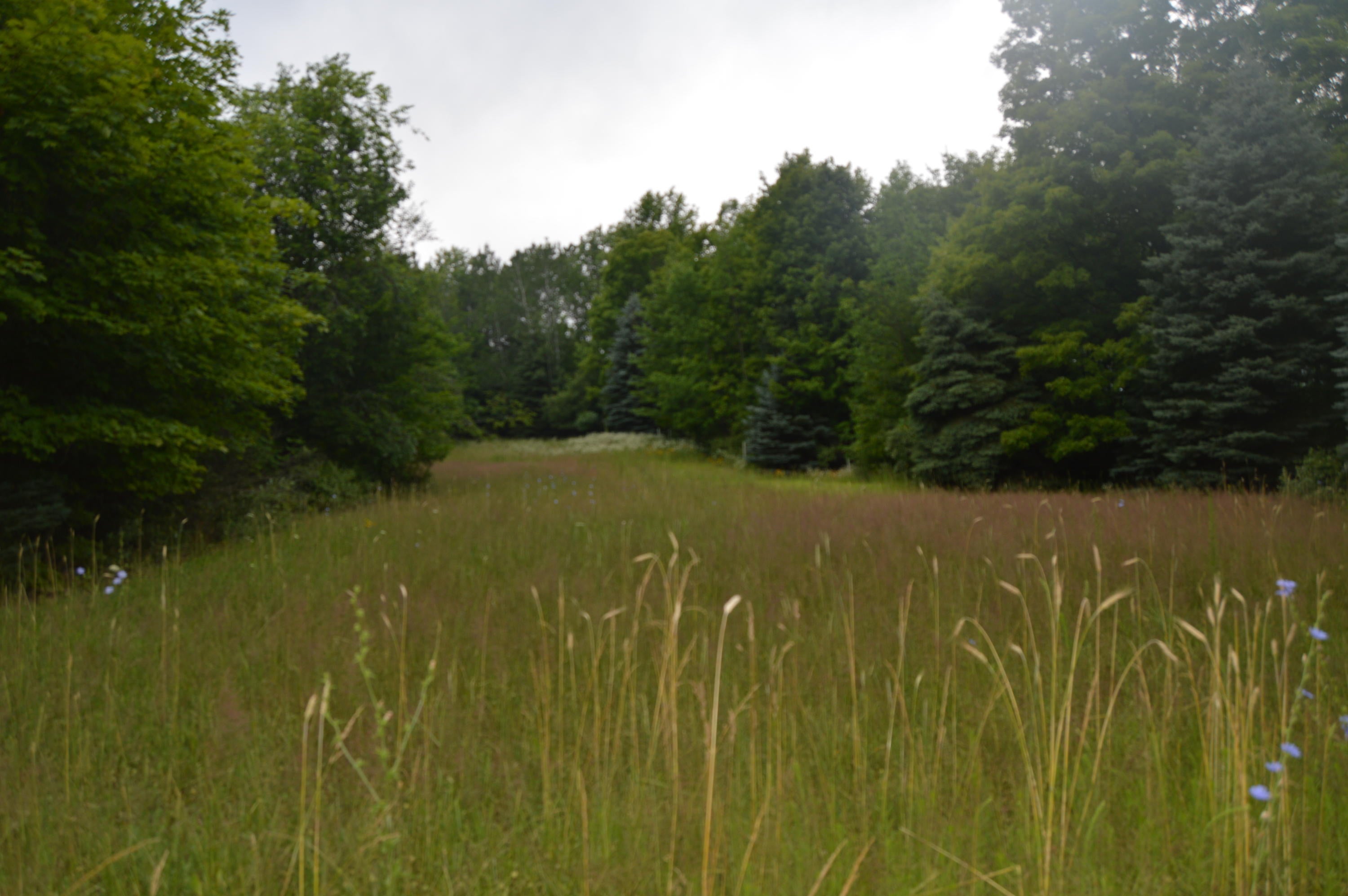 2910 Munger Road Carp Lake, MI 49718 - Photo 4 of 43 Gallery Image 4