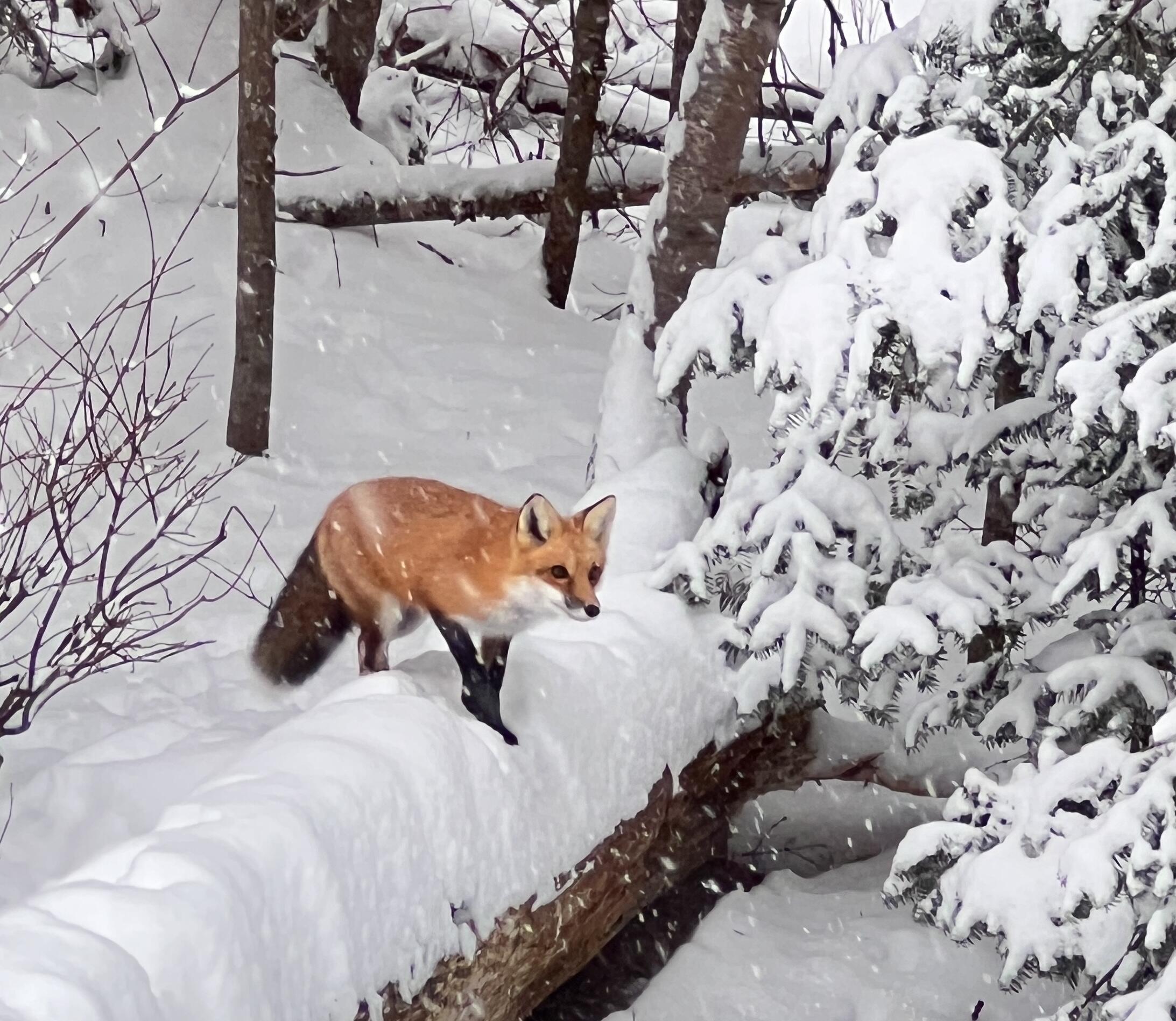 551 Ridge Drive Hermon, ME 04401 - Photo 86 of 91 Fox Approaching Fene