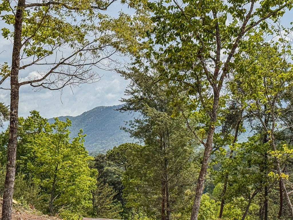 134 Mistletoe Ridge Murphy, NC 28906 - Photo 2 of 18 a view of a tree in a garden