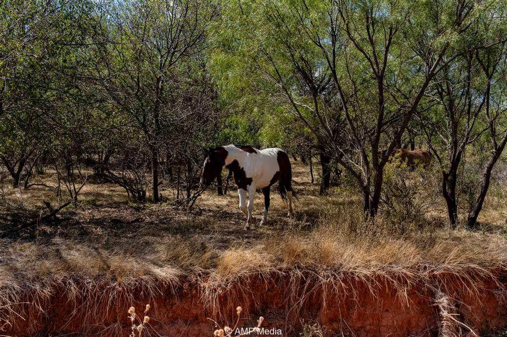4538 463rd Rule, TX 79548 - Photo 20 of 39 a view of a yard