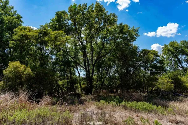 a view of a bunch of trees