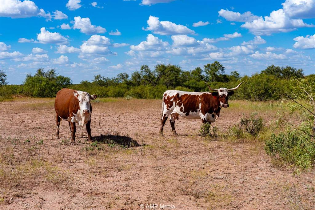 4538 463rd Rule, TX 79548 - Photo 6 of 39 a view of a yard
