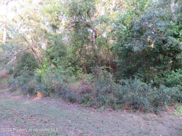 a view of a forest with trees in the background