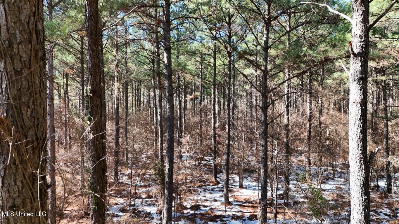 Long Lonesome Road Bastrop, LA 71220 - Photo 7 of 76 DJI_20260202134831_0141_D (Medium)