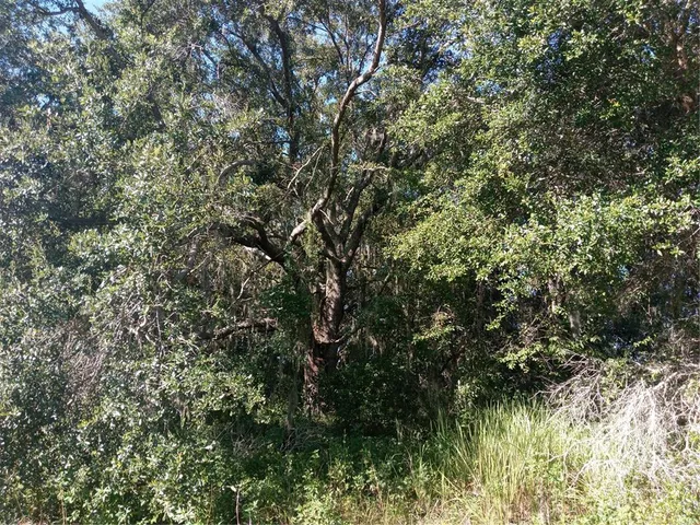 a view of a tree with a tree