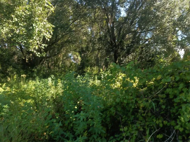 a view of a lush green forest