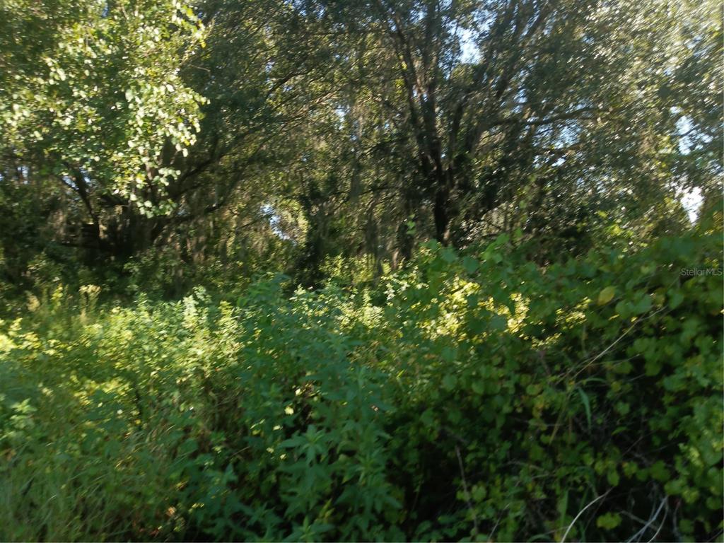 Postal Colony Road Clermont, FL 34714 - Photo 6 of 13 a view of a lush green forest