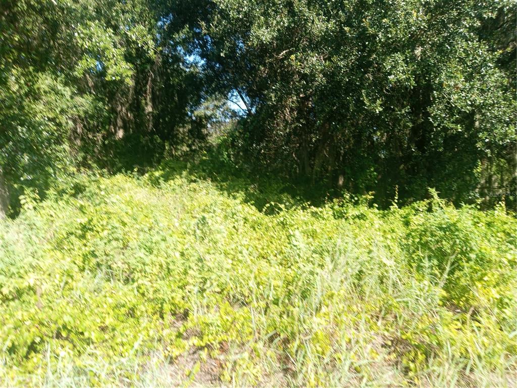 Postal Colony Road Clermont, FL 34714 - Photo 8 of 13 a view of a bunch of trees and bushes