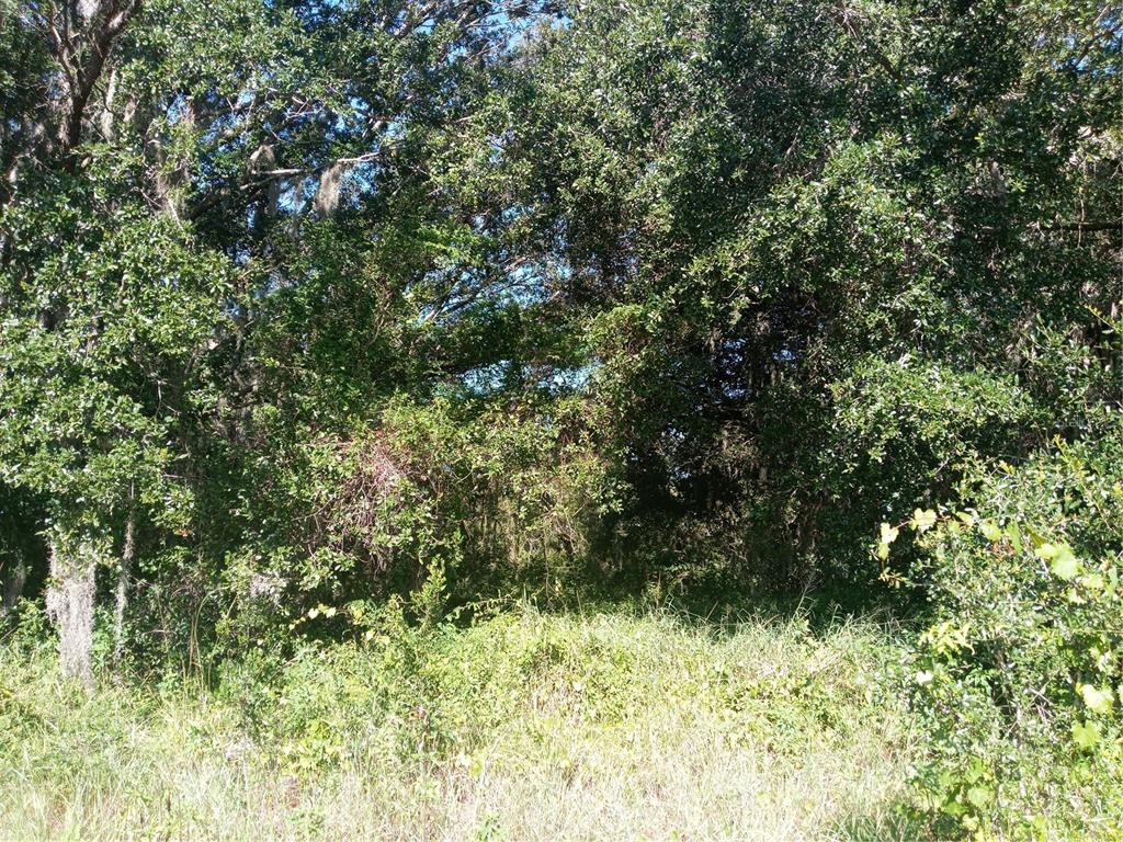 Postal Colony Road Clermont, FL 34714 - Photo 10 of 13 a view of a yard