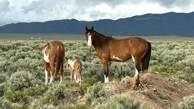 $550,000 | 16383 Peacock Road, Sanford, CO 81151