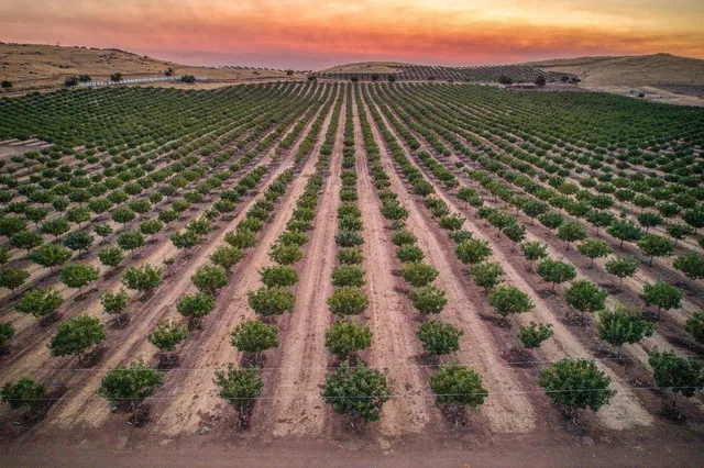 a view of a city with lush green forest