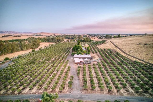 a view of a dry yard with trees