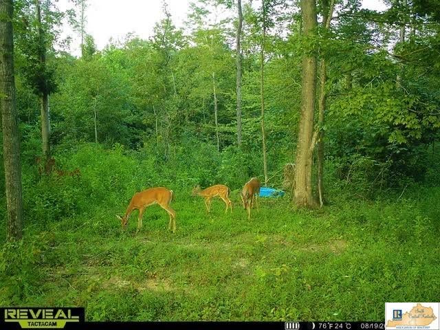 710 Robinson Ridge Road Knifley, KY 42753 - Photo 1 of 1 Gallery Image 1