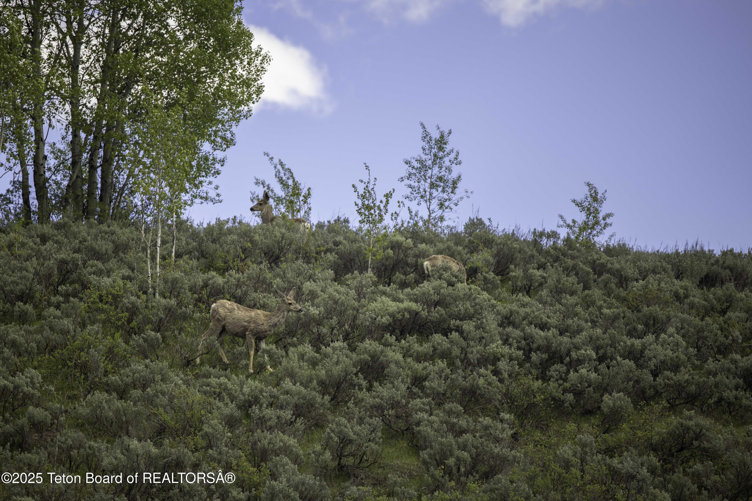 Lot 2 Mininger Road Alpine, WY 83128 - Photo 22 of 38 Web - Hidden Pines-24