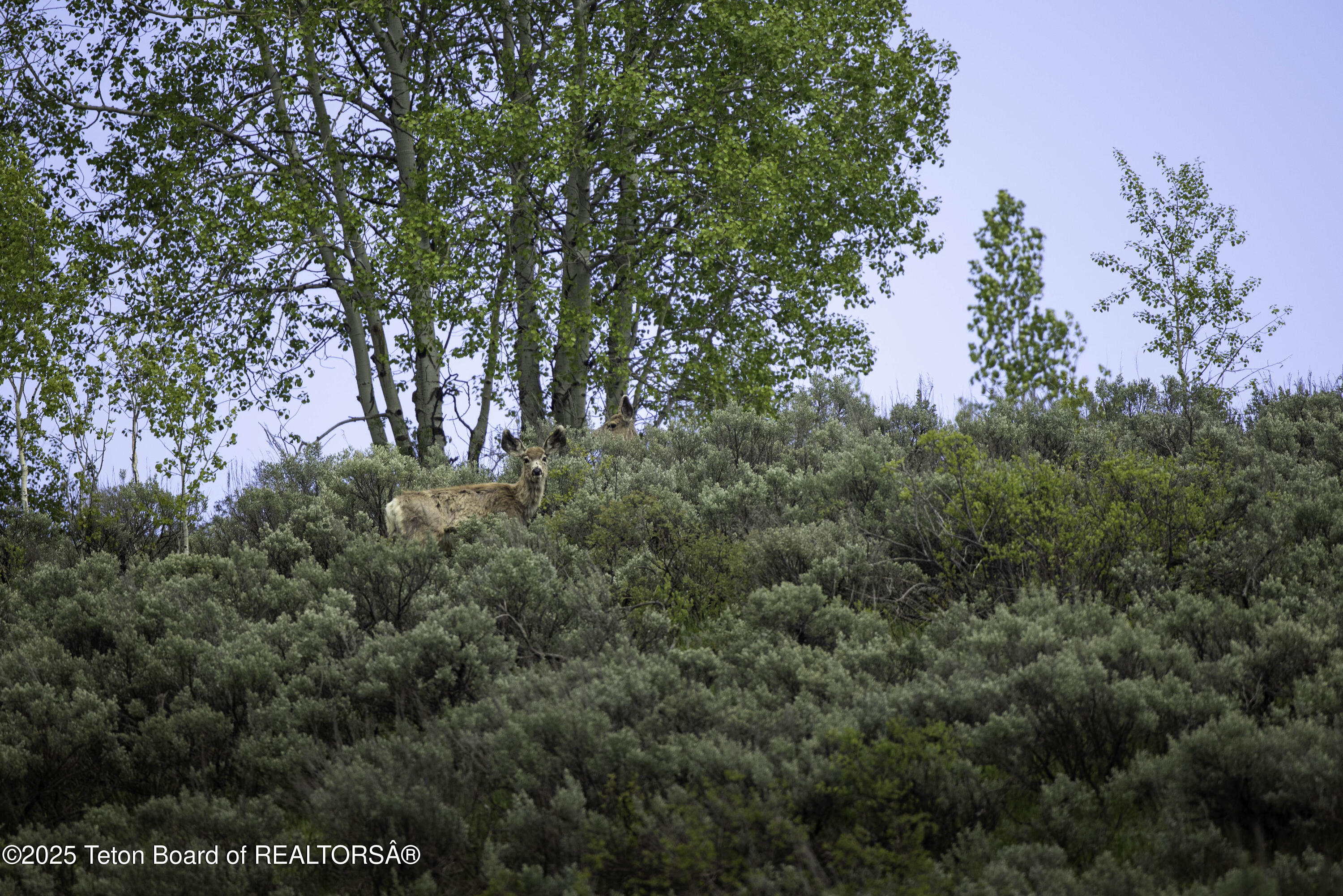 Lot 2 Mininger Road Alpine, WY 83128 - Photo 23 of 38 Web - Hidden Pines-25