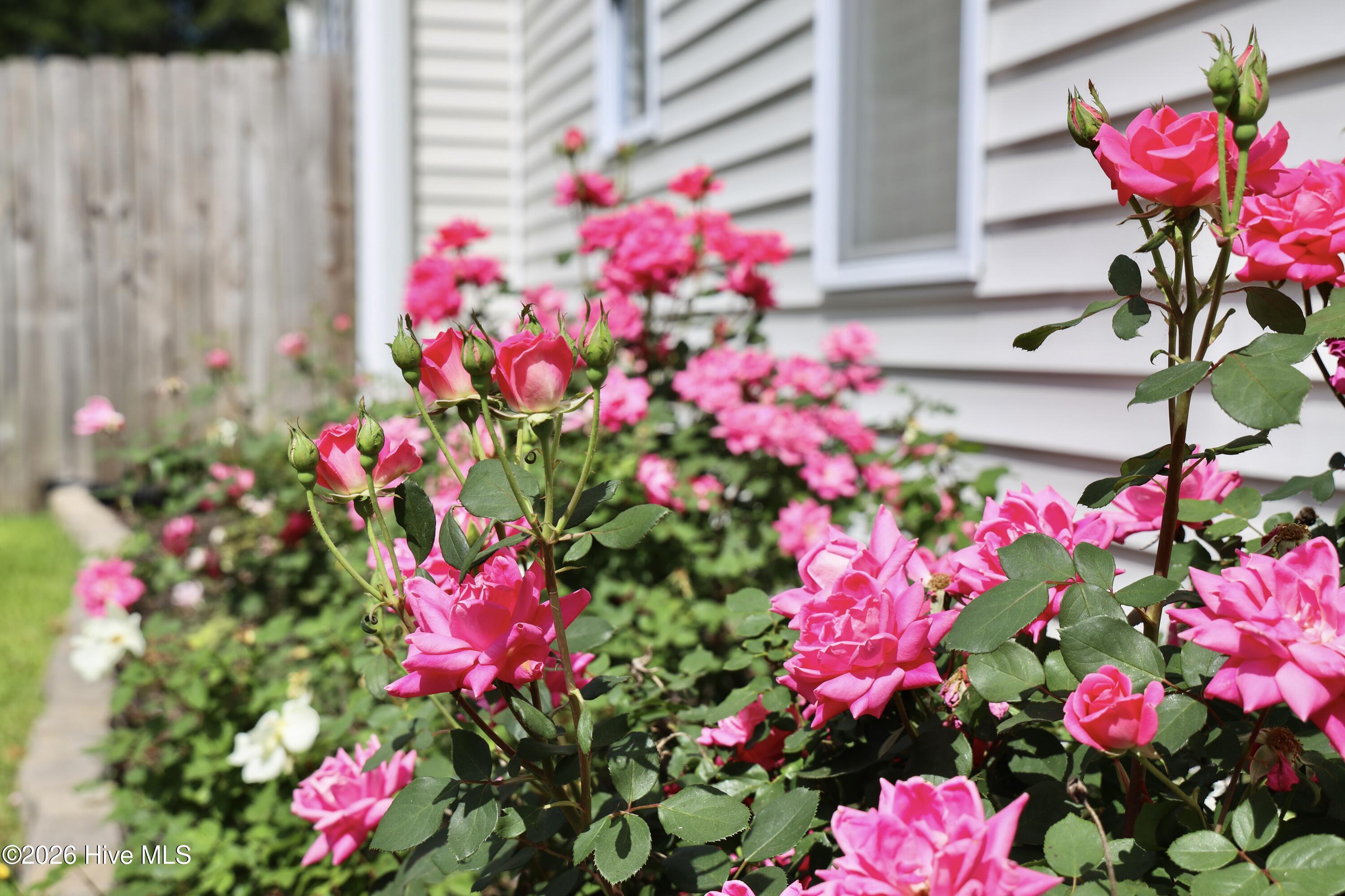 44 Strut Way Rocky Point, NC 28457 - Photo 84 of 111 knockout Roses