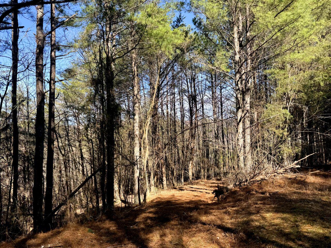 0 Grays Creek Road Whitwell, TN 37397 - Photo 2 of 8 a view of outdoor space