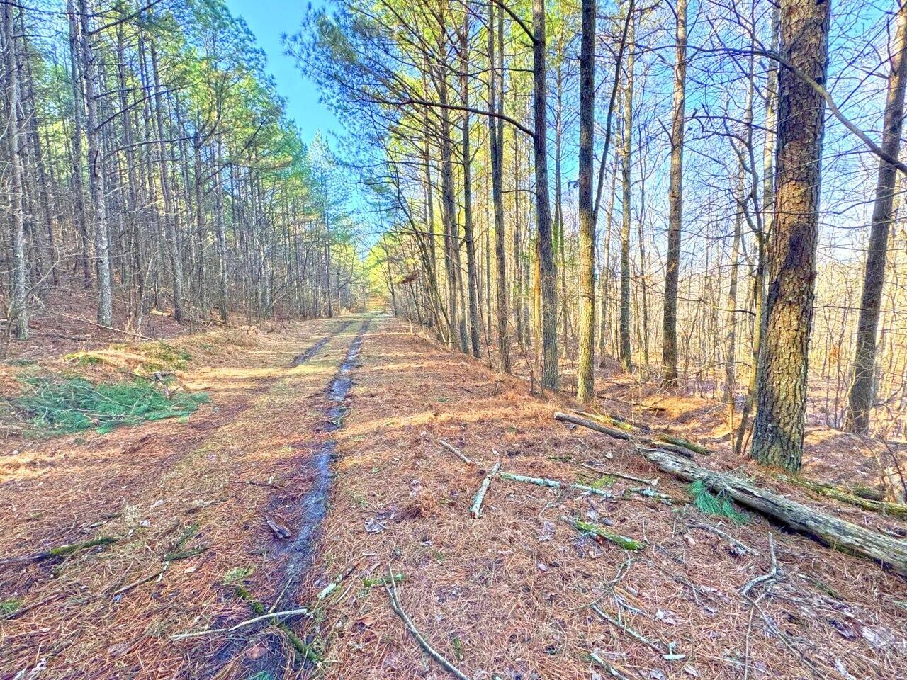 0 Grays Creek Road Whitwell, TN 37397 - Photo 4 of 8 a backyard of a house
