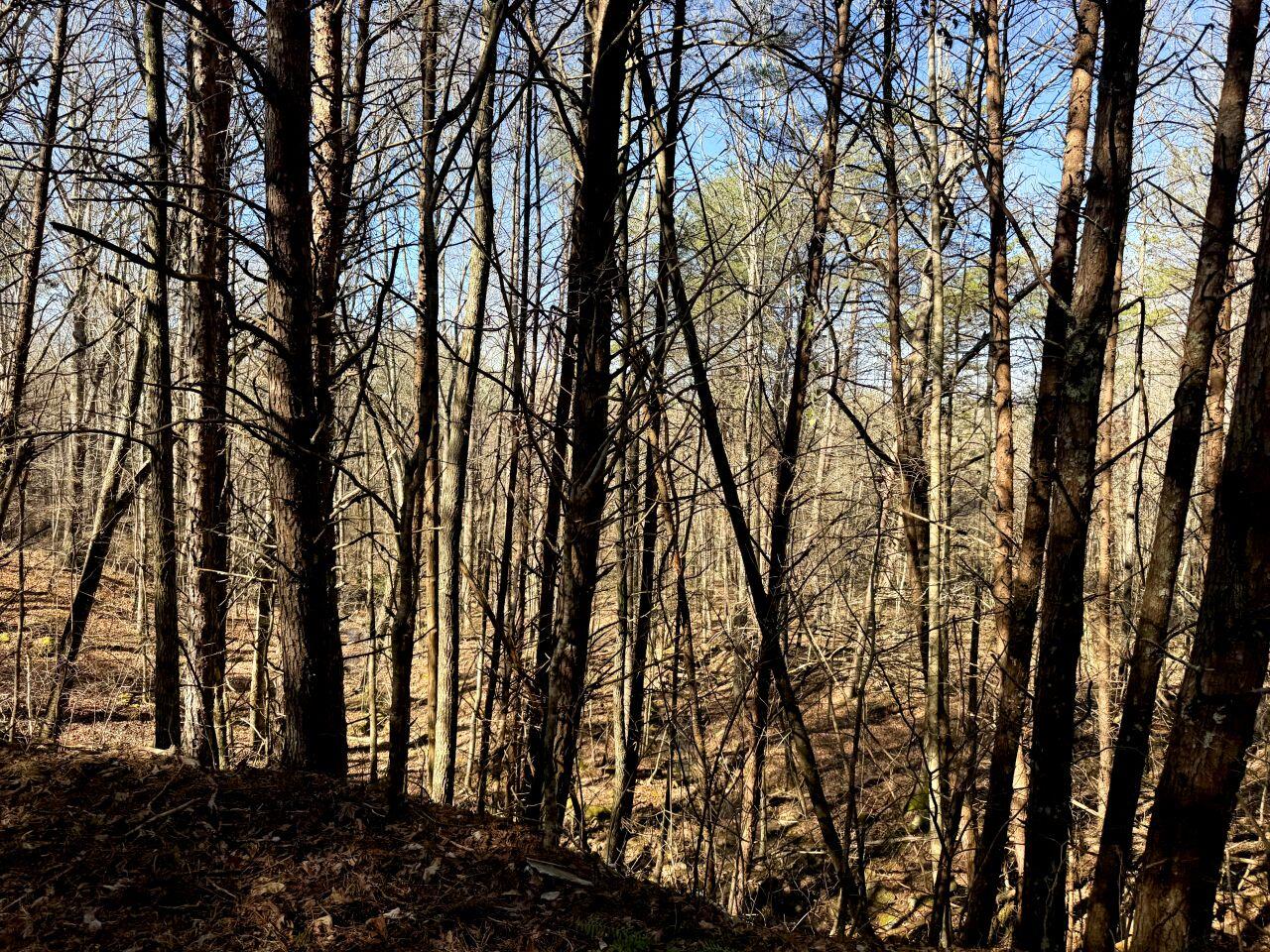 0 Grays Creek Road Whitwell, TN 37397 - Photo 5 of 8 a view of trees in between the trees