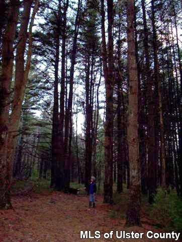 a view of outdoor space with lots of trees