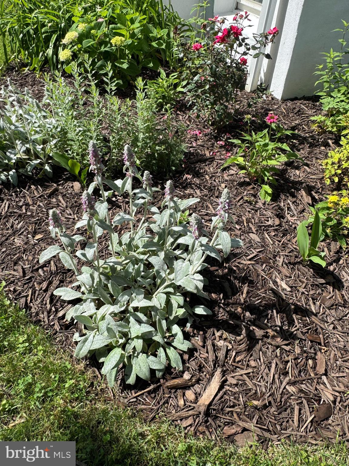 8132 Pleasant Plains Road Towson, MD 21286 - Photo 52 of 55 Lambs ears