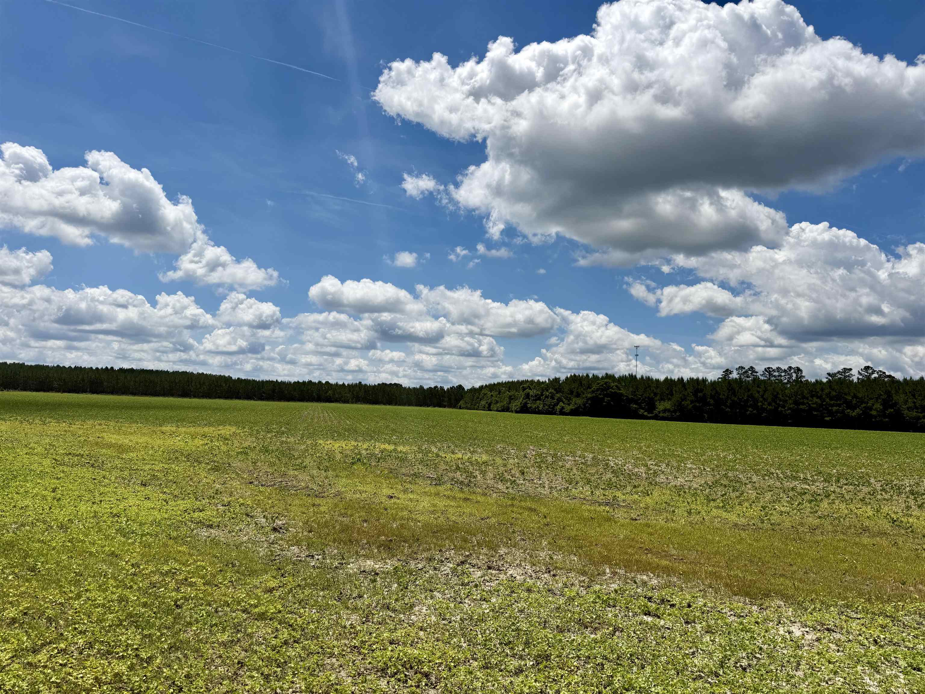 83.03-acres - Birch Creek Road Andrews, SC 29510 - Photo 21 of 25