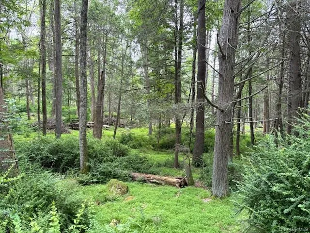 a view of a forest that is in a forest